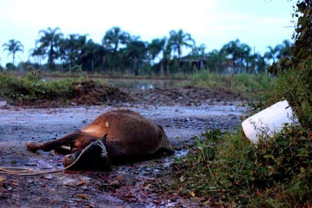 Agricultora flagra ladrões tentando furtar gado no São Bento Alto 2 Agricultora flagra ladrões tentando furtar gado no São Bento Alto