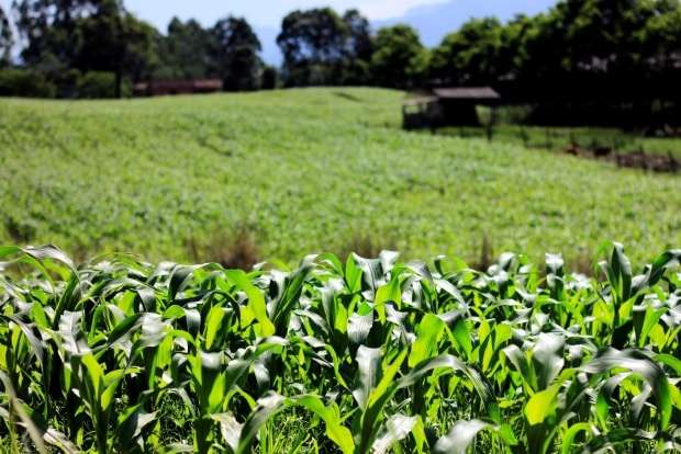 Governo libera mais de R$ 194 bilhões para Plano Agrícola 2018