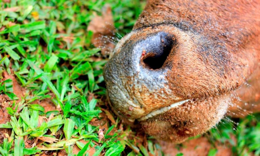 Furto de gado para retirada da carne volta a ocorrer em Nova Veneza 1 Furto de gado para retirada da carne volta a ocorrer em Nova Veneza