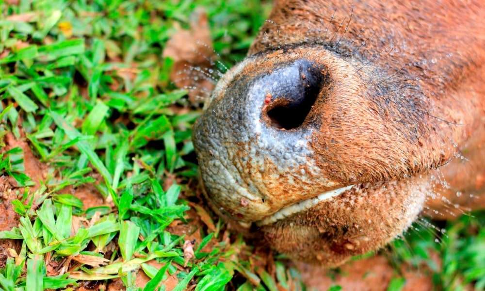 Furto de gado para retirada da carne volta a ocorrer em Nova Veneza