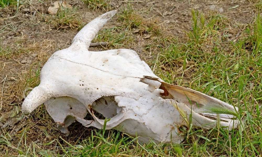 SC terá projeto para recolhimento e destinação de animais mortos nas propriedades rurais 1 SC terá projeto para recolhimento e destinação de animais mortos nas propriedades rurais