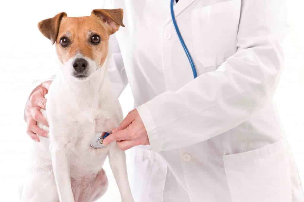Veterinário proibido de atender animais de graça pede apoio aos internautas 1 Veterinário proibido de atender animais de graça pede apoio aos internautas