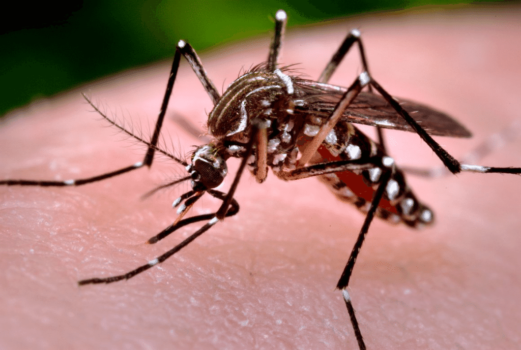 Unesc entra na luta contra a Dengue, o Zika e a Chicungunya 1 Unesc entra na luta contra a Dengue, o Zika e a Chicungunya