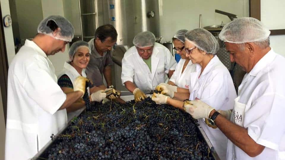 Vinícola Casa Savoia inicia nova produção de vinhos e abre dois tipos de curso em Nova Veneza 1 Vinícola Casa Savoia inicia nova produção de vinhos e abre dois tipos de curso em Nova Veneza