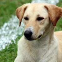 PM de Nova Veneza vence partida amistosa contra time de ex-craques