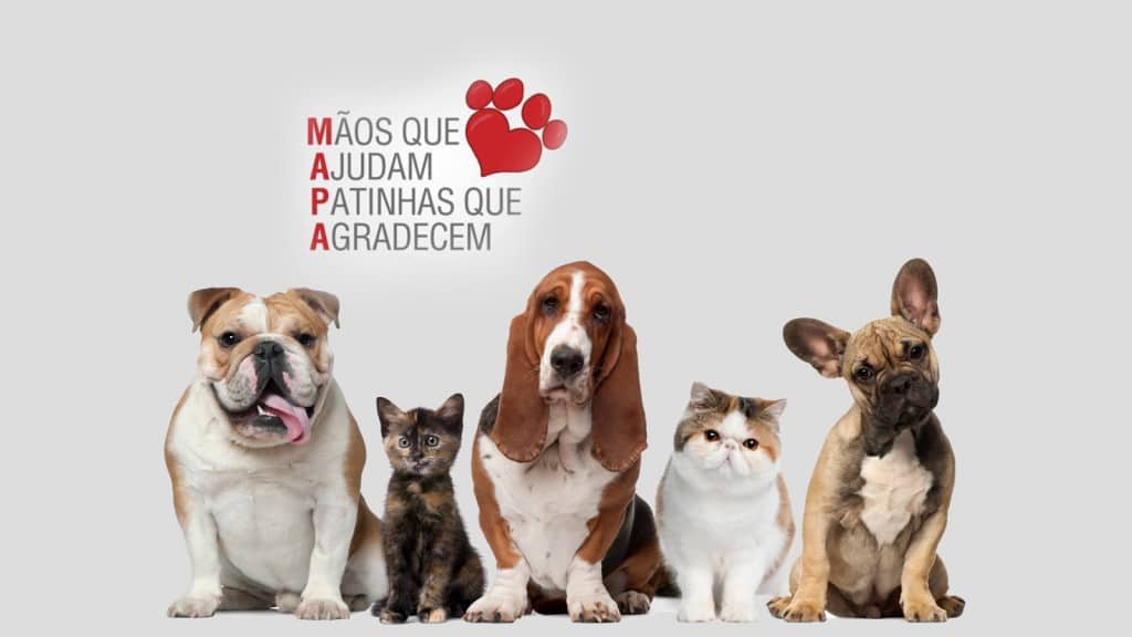 Segundo mutirão de castração em Nova Veneza tem vagas limitadas