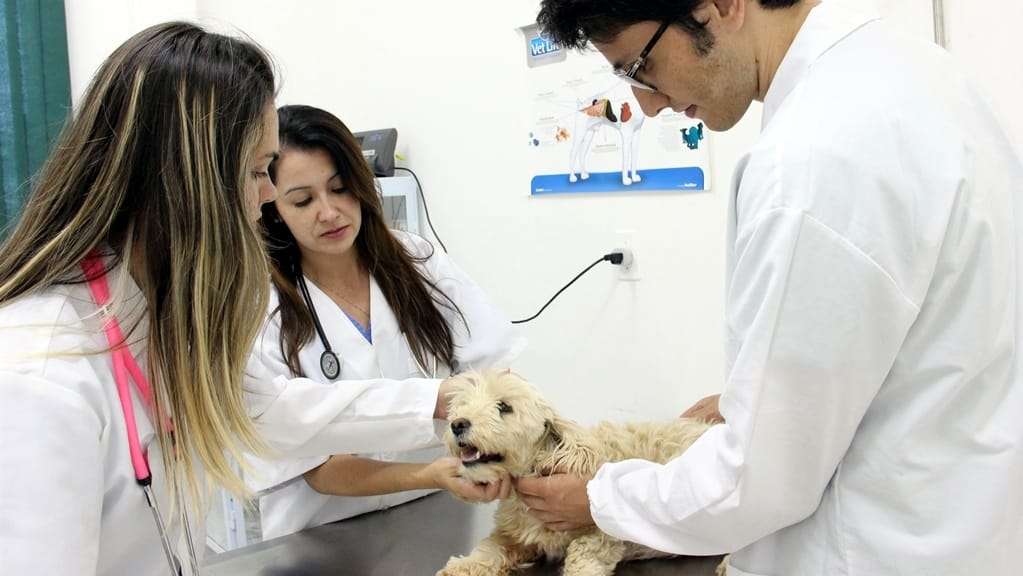 Unibave oferta pós-graduação na área agroveterinária 1 Unibave oferta pós-graduação na área agroveterinária