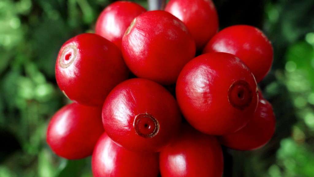 Café especial: grãos destinados à bebida exigem cuidados de manejo