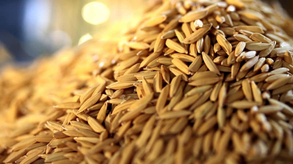 Epagri realiza Seminário Municipal de Arroz Irrigado em Nova Veneza 1 Epagri realiza Seminário Municipal de Arroz Irrigado em Nova Veneza