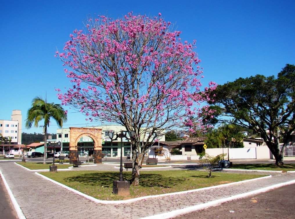 A coligação PP-PMDB-PT reuniu na segunda-feira um grupo de mulheres... 5 A nossa praça Pietro Bortolotto ficou ainda mais bonita com este belo ipê.