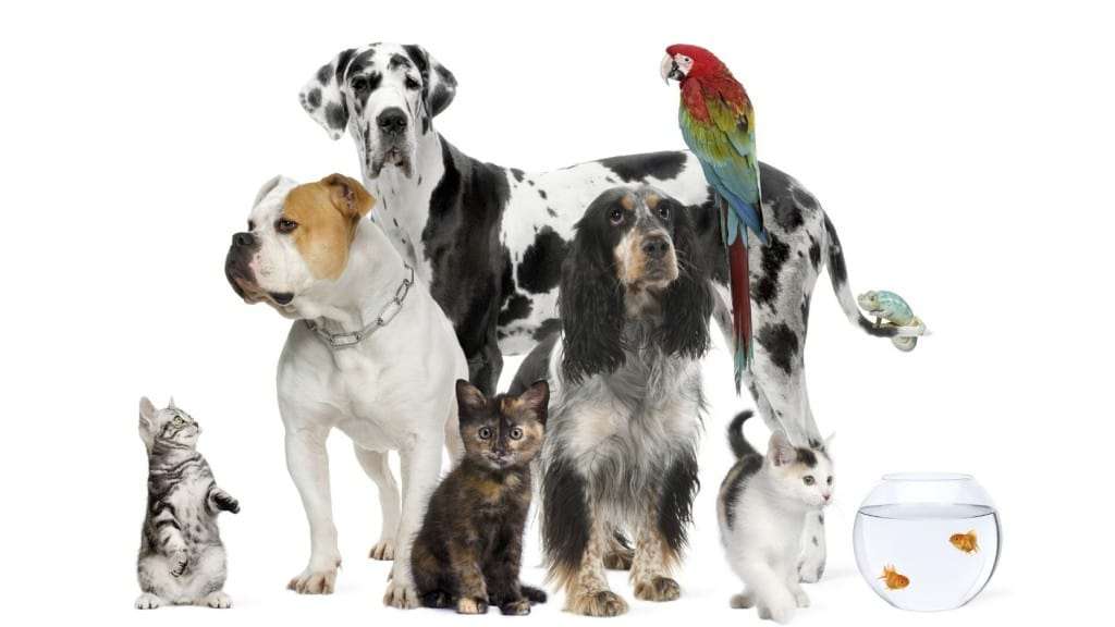 Aprovado na CCJ projeto que cria espaço para denúncias de crimes contra animais 1 Aprovado na CCJ projeto que cria espaço para denúncias de crimes contra animais