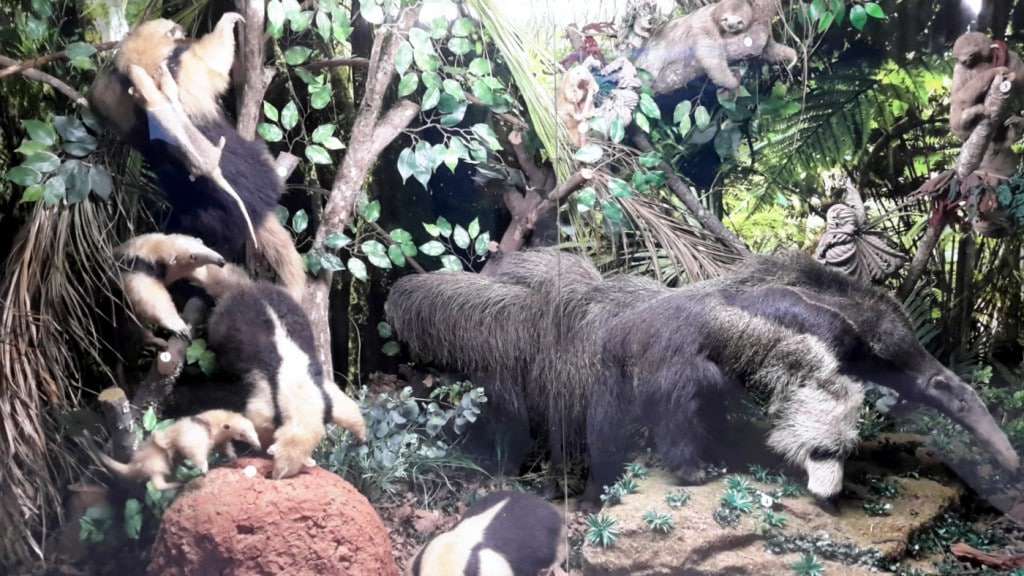 Museu de Zoologia da Unesc inaugura núcleo expositivo com 560 espécimes