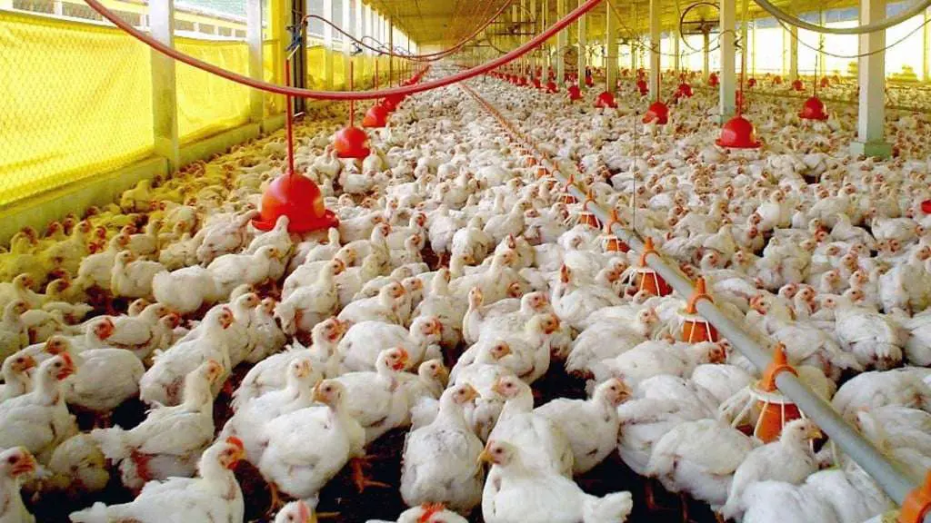 Exportações de carne de frango e suína caem no semestre, mas receitas disparam