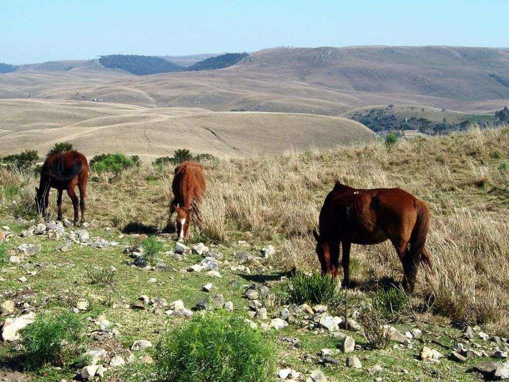 Especial: vida de tropeiro (Parte I) 2 cavalos