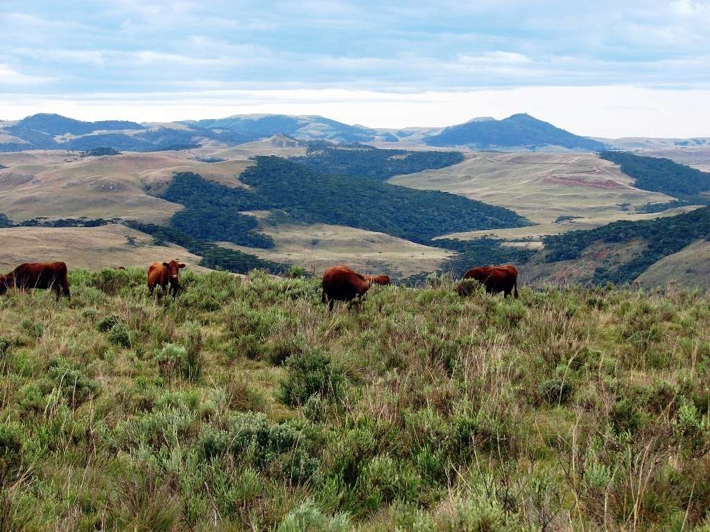 Especial: vida de tropeiro (Parte I) 6 ligacao-historica