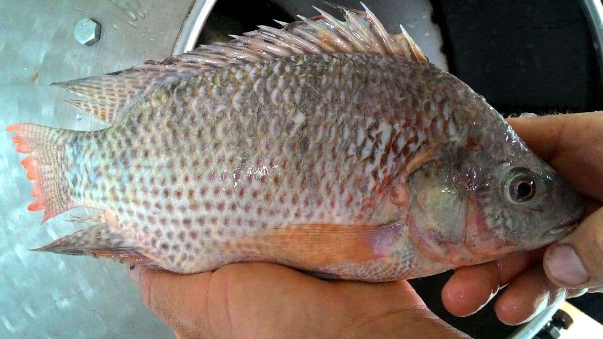 Piscicultura...  Laoro, Pèsse e schei 6 viola-peixe-descamado