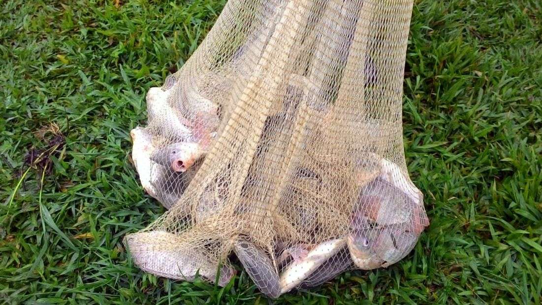 Piscicultura...  Laoro, Pèsse e schei 3 viola-peixe-tarrafa