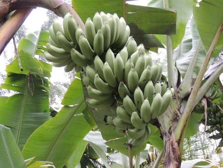 Banana Belluna será apresentada nessa sexta-feira em Siderópolis