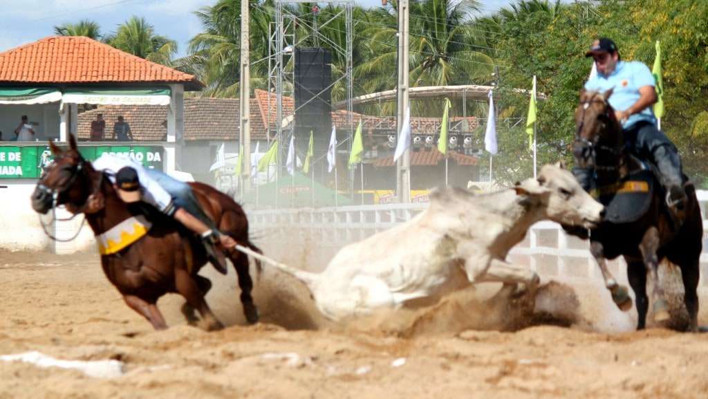 Praticar vaquejada a partir de agora pode ser considerado crime ambiental 1 Praticar vaquejada a partir de agora pode ser considerado crime ambiental