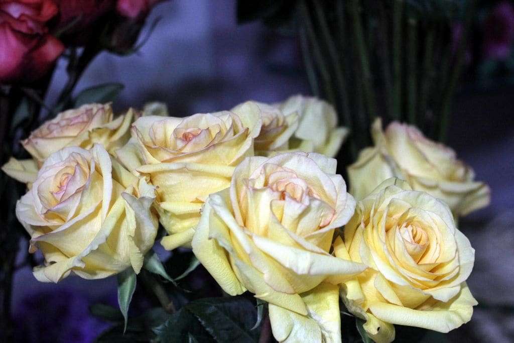 Diferenciadas em tamanho e beleza, rosas colombianas passam a ser vendidas  em Nova Veneza