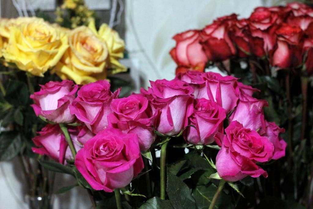 Diferenciadas em tamanho e beleza, rosas colombianas passam a ser vendidas  em Nova Veneza