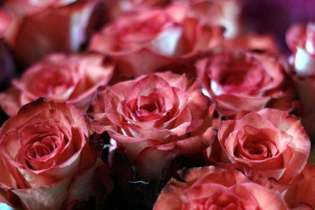 Diferenciadas em tamanho e beleza, rosas colombianas passam a ser vendidas  em Nova Veneza