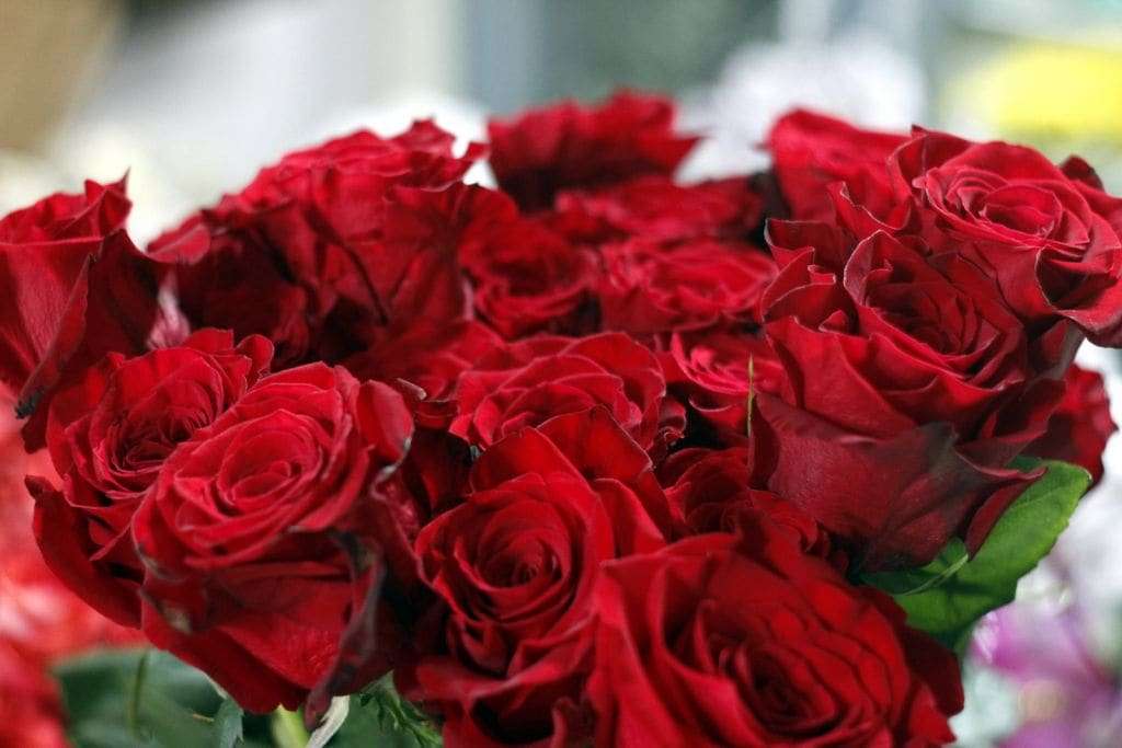 Diferenciadas em tamanho e beleza, rosas colombianas passam a ser vendidas  em Nova Veneza