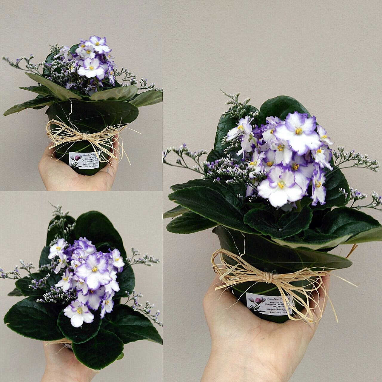 Com a chegada da primavera, o intensificar das cores das flores