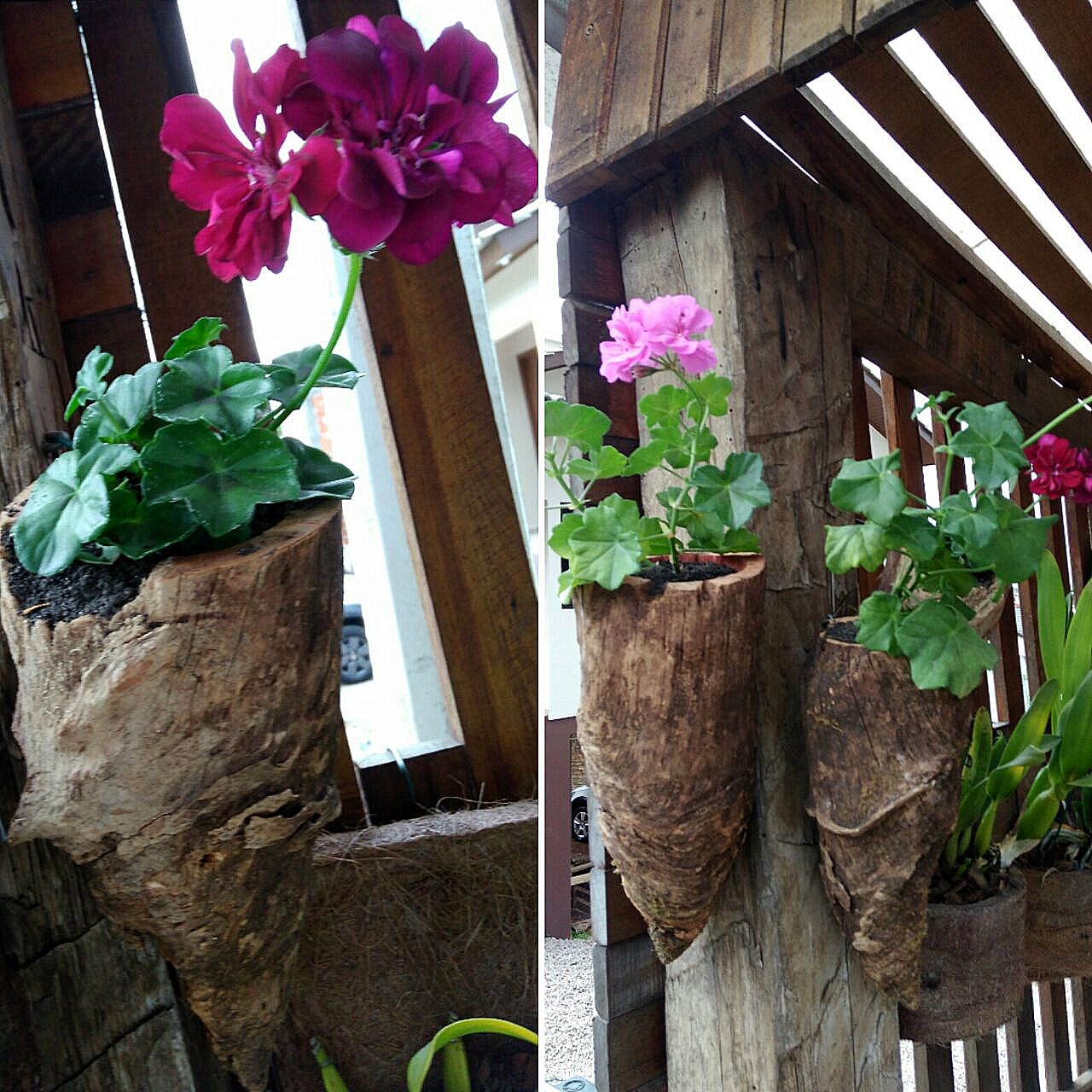 Com a chegada da primavera, o intensificar das cores das flores
