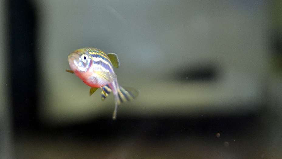 Unesc utiliza peixes em pesquisas científicas 3 DSC_0060