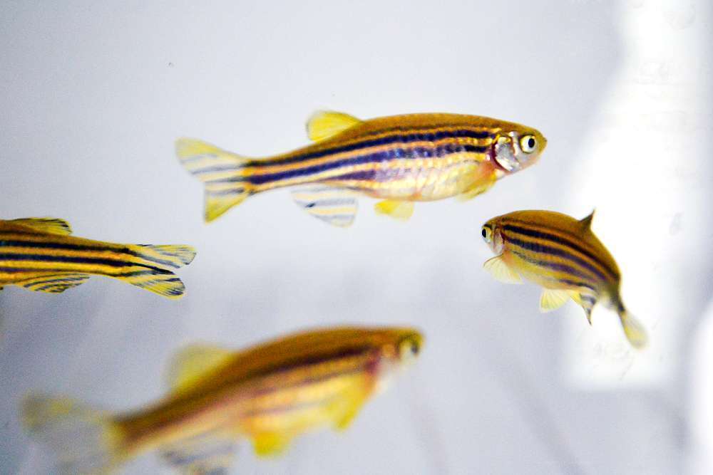 Unesc utiliza peixes em pesquisas científicas 5 DSC_0227