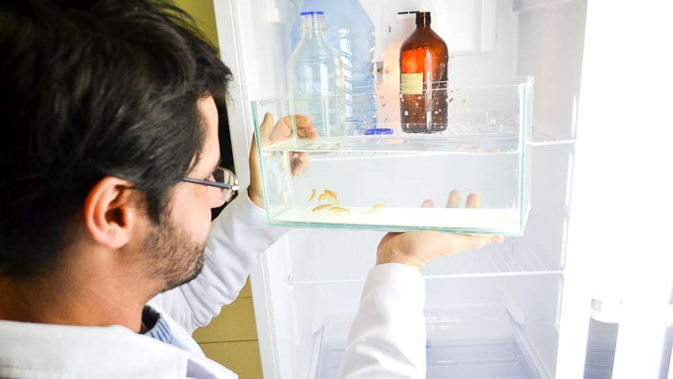 Unesc utiliza peixes em pesquisas científicas 6 DSC_0242