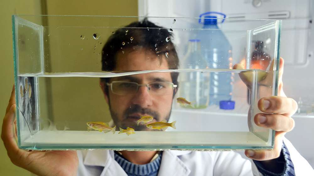 Unesc utiliza peixes em pesquisas científicas 7 DSC_0259