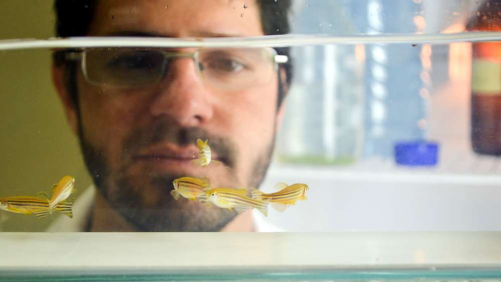 Unesc utiliza peixes em pesquisas científicas 1 DSC_0266