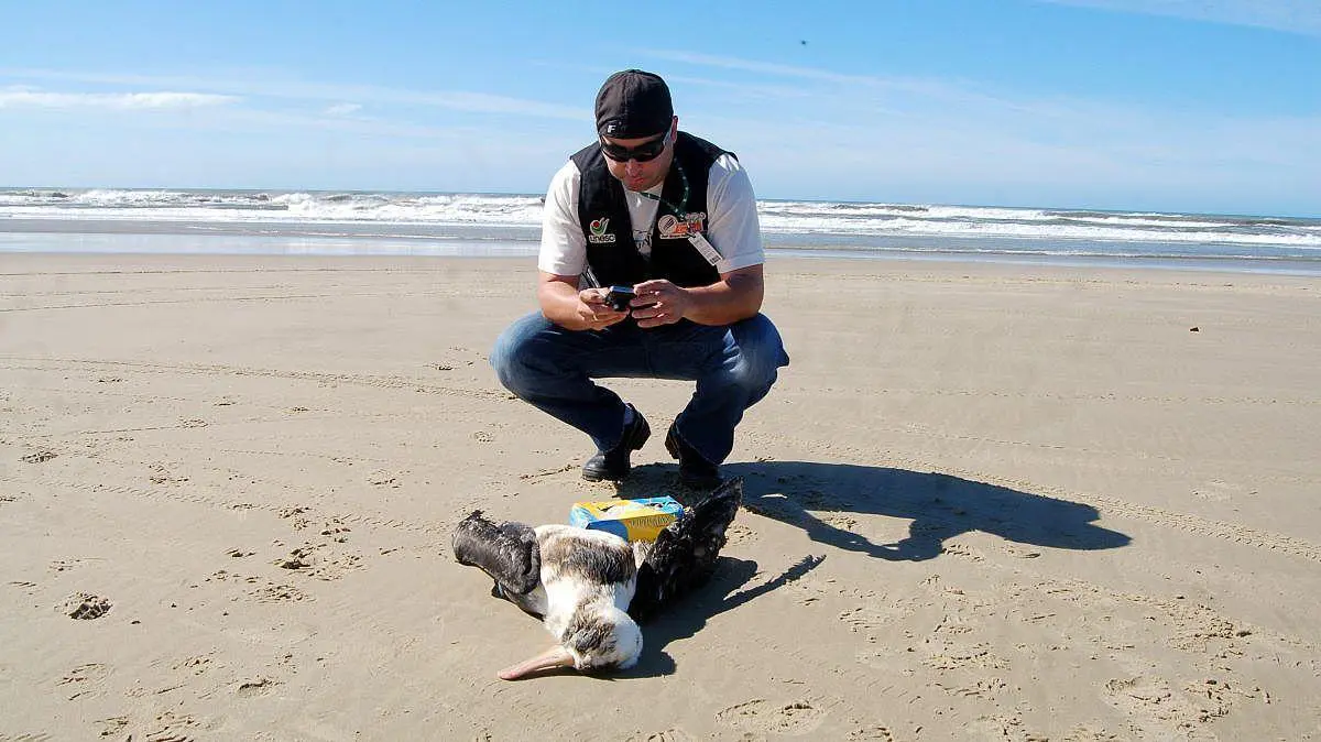 Irresponsabilidade humana no litoral leva animais marinhos à morte