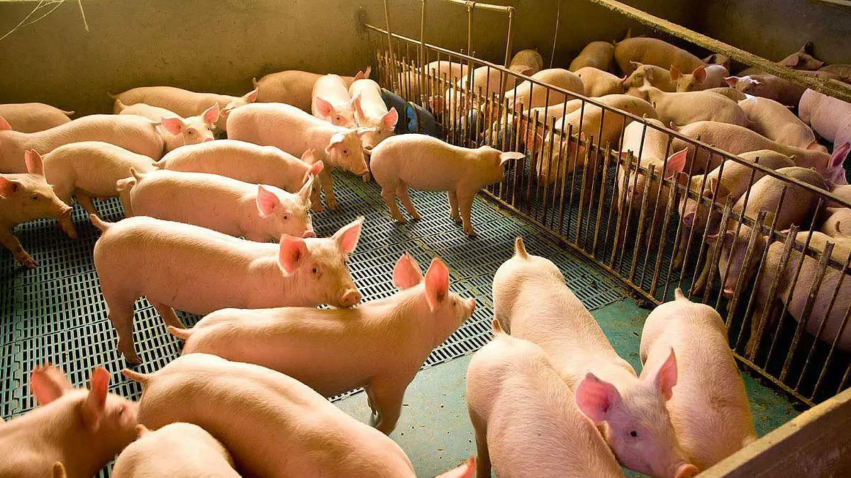 Estado reduz ICMS para produtores de suínos, erva-mate e alho