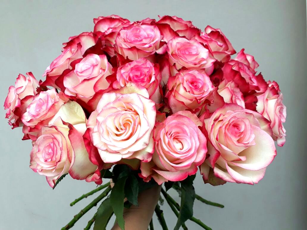 Dia Internacional da Mulher: floricultura Nó de Pinho oferece rosas  colombianas
