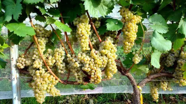 Pesquisa da Epagri sobre uvas viníferas resistentes a doenças promete revolucionar mercado