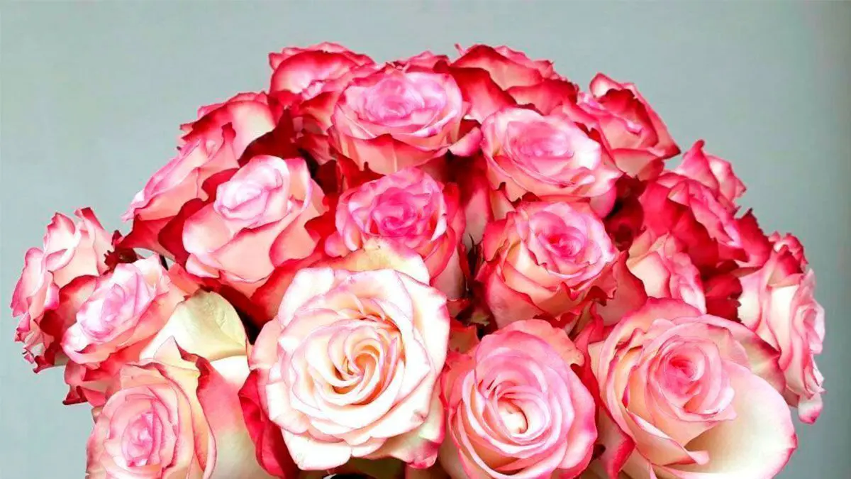 Dia Internacional da Mulher: floricultura Nó de Pinho oferece rosas colombianas