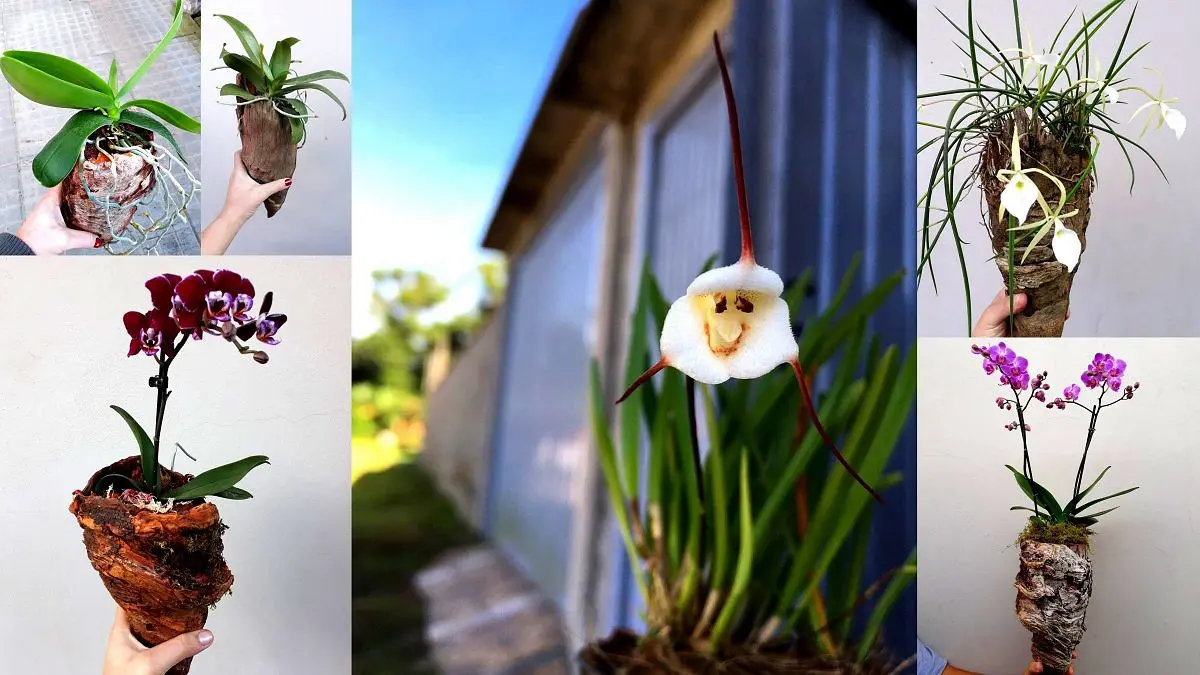 Floricultura Nó de Pinho promove curso sobre cultivo de orquídeas