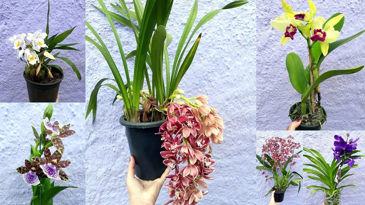 Alta procura faz workshop sobre orquídeas ser transferido para novo local