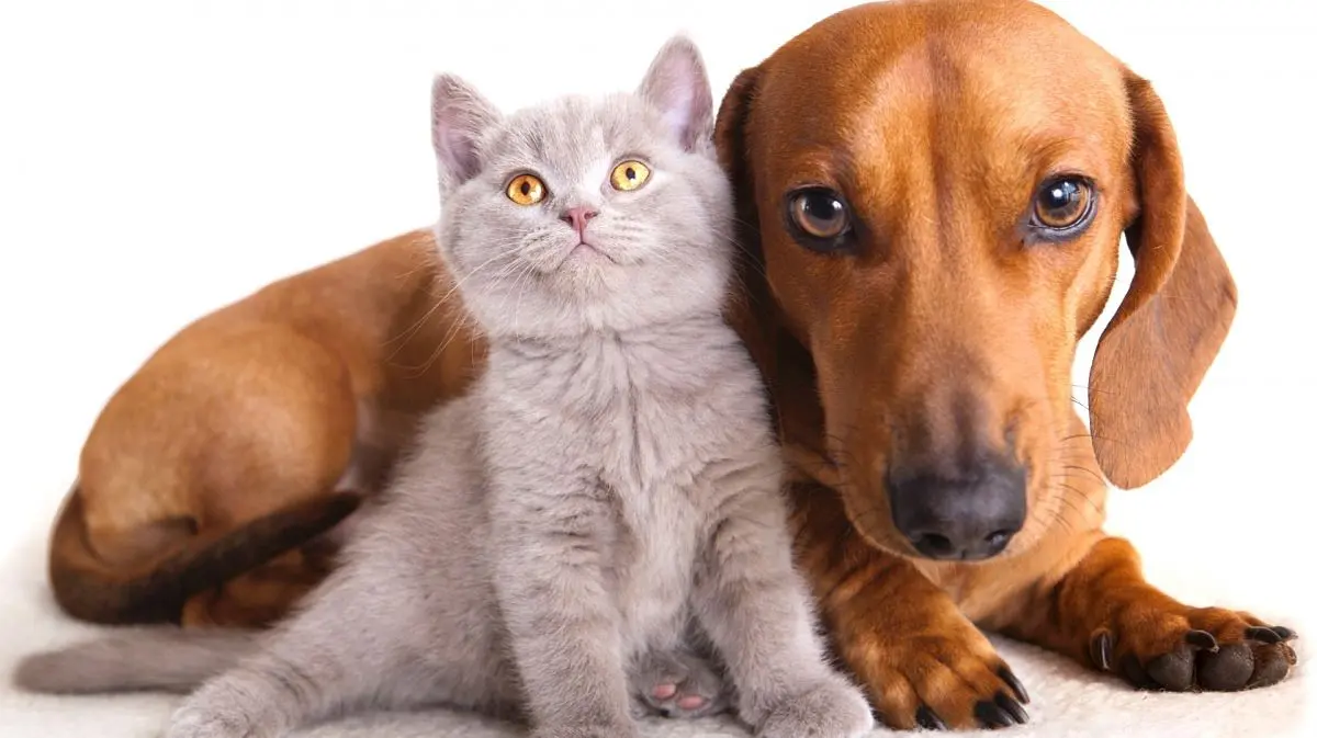 Cães e gatos em condomínios: a higienização correta