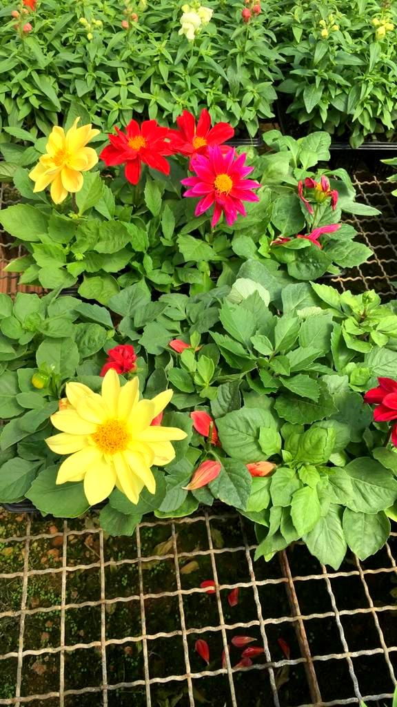 Com a chegada da Primavera, Nó de Pinho distribuirá mudas de flores