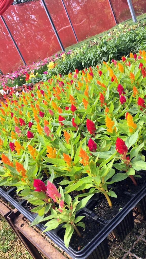 Com a chegada da Primavera, Nó de Pinho distribuirá mudas de flores