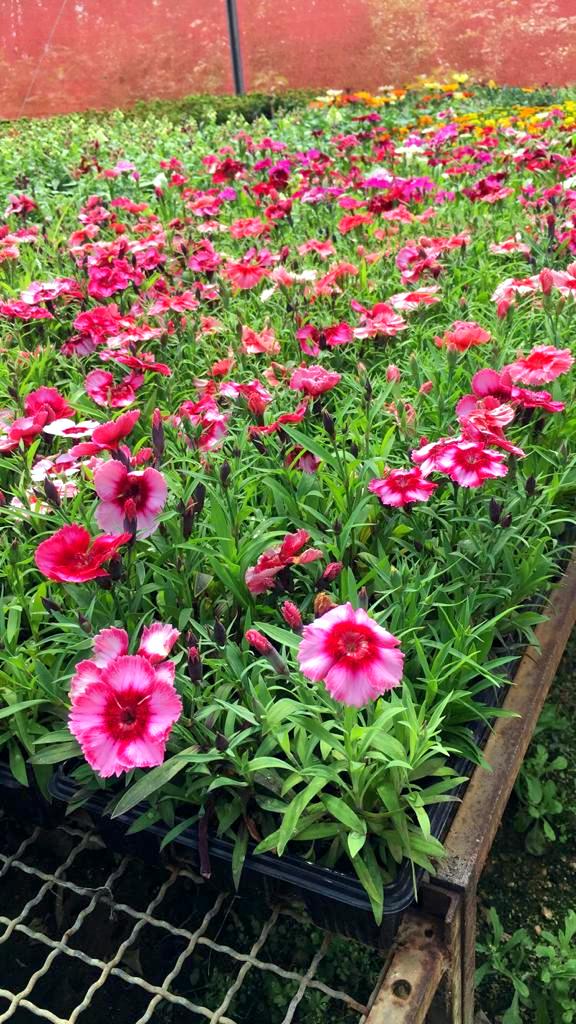 Com a chegada da Primavera, Nó de Pinho distribuirá mudas de flores
