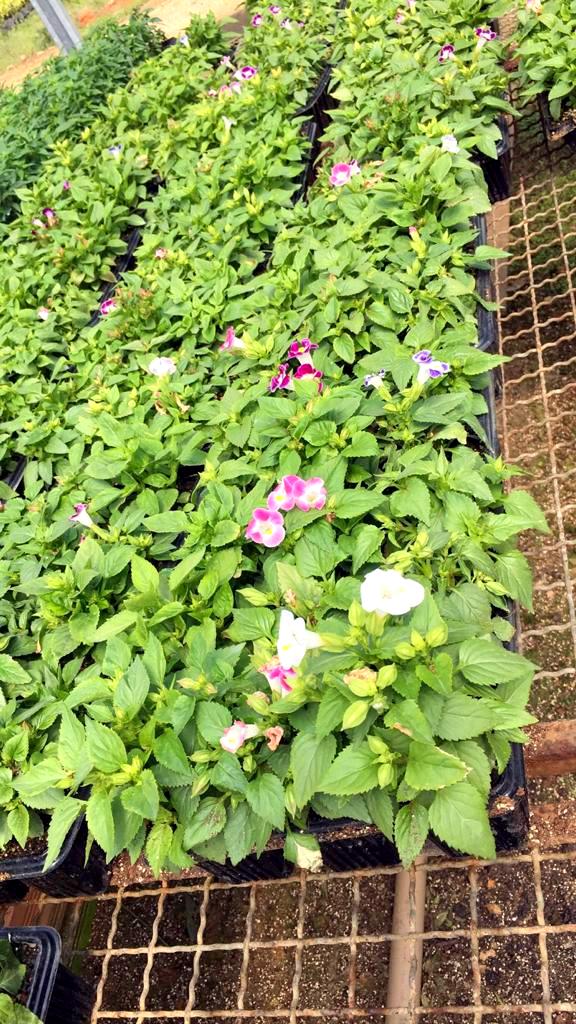 Com a chegada da Primavera, Nó de Pinho distribuirá mudas de flores