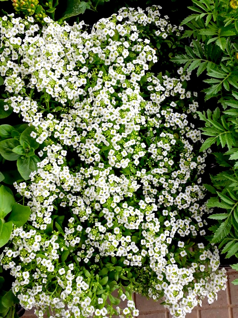 Com a chegada da Primavera, Nó de Pinho distribuirá mudas de flores