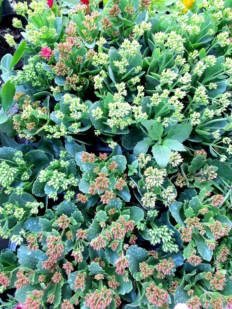 Com a chegada da Primavera, Nó de Pinho distribuirá mudas de flores