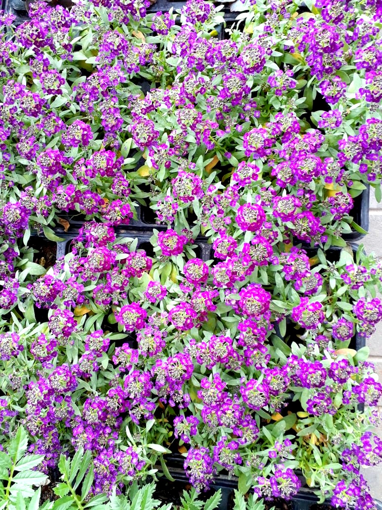 Com a chegada da Primavera, Nó de Pinho distribuirá mudas de flores