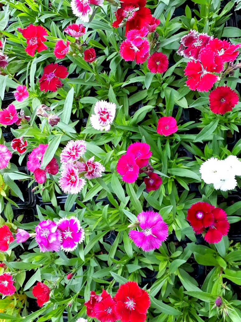 Com a chegada da Primavera, Nó de Pinho distribuirá mudas de flores
